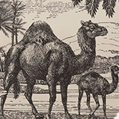 Bandeja Dune Dromadaire Madera, , swatch